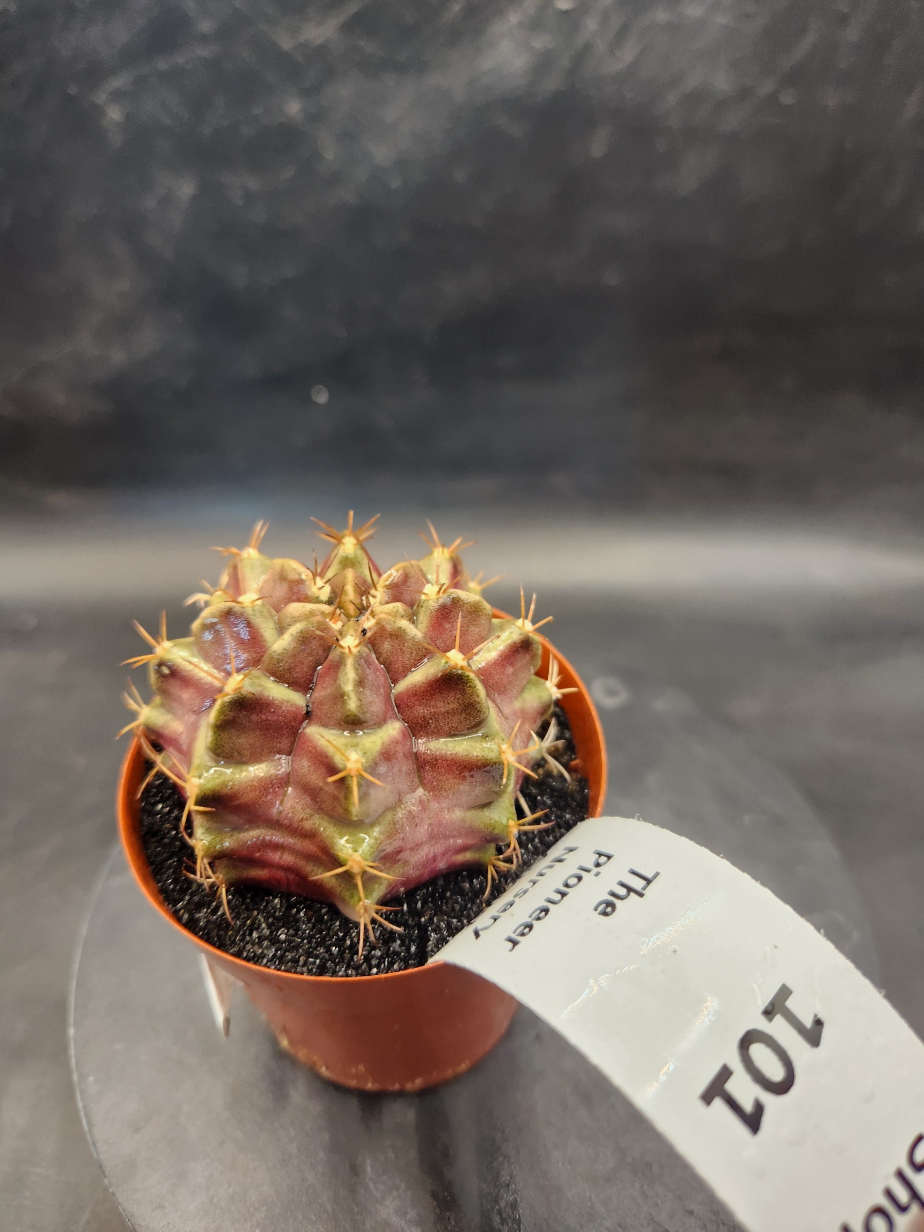 Gymnocalycium mihanovichii 'Purple Nebula'