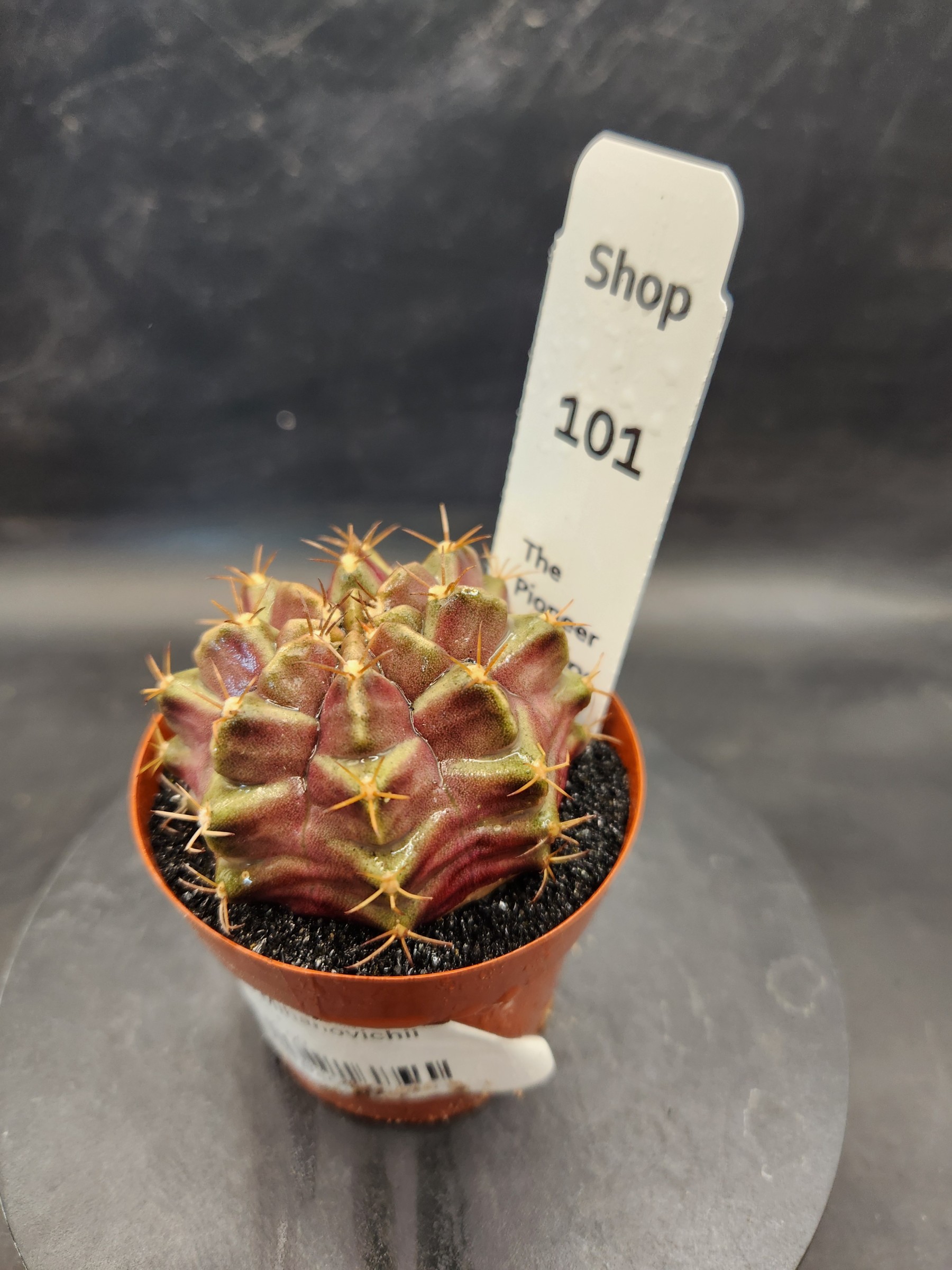 Gymnocalycium mihanovichii 'Purple Nebula'