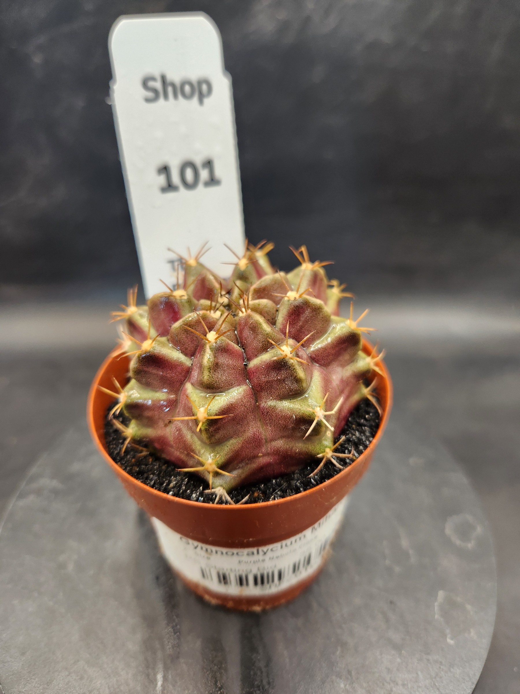 Gymnocalycium mihanovichii 'Purple Nebula'