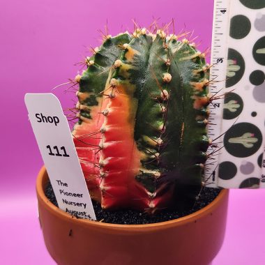 Gymnocalycium mihanovichii variegated