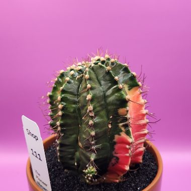 pn-2026-000044-02-CBzxVDwqQQ-normalized Gymnocalycium mihanovichii variegated