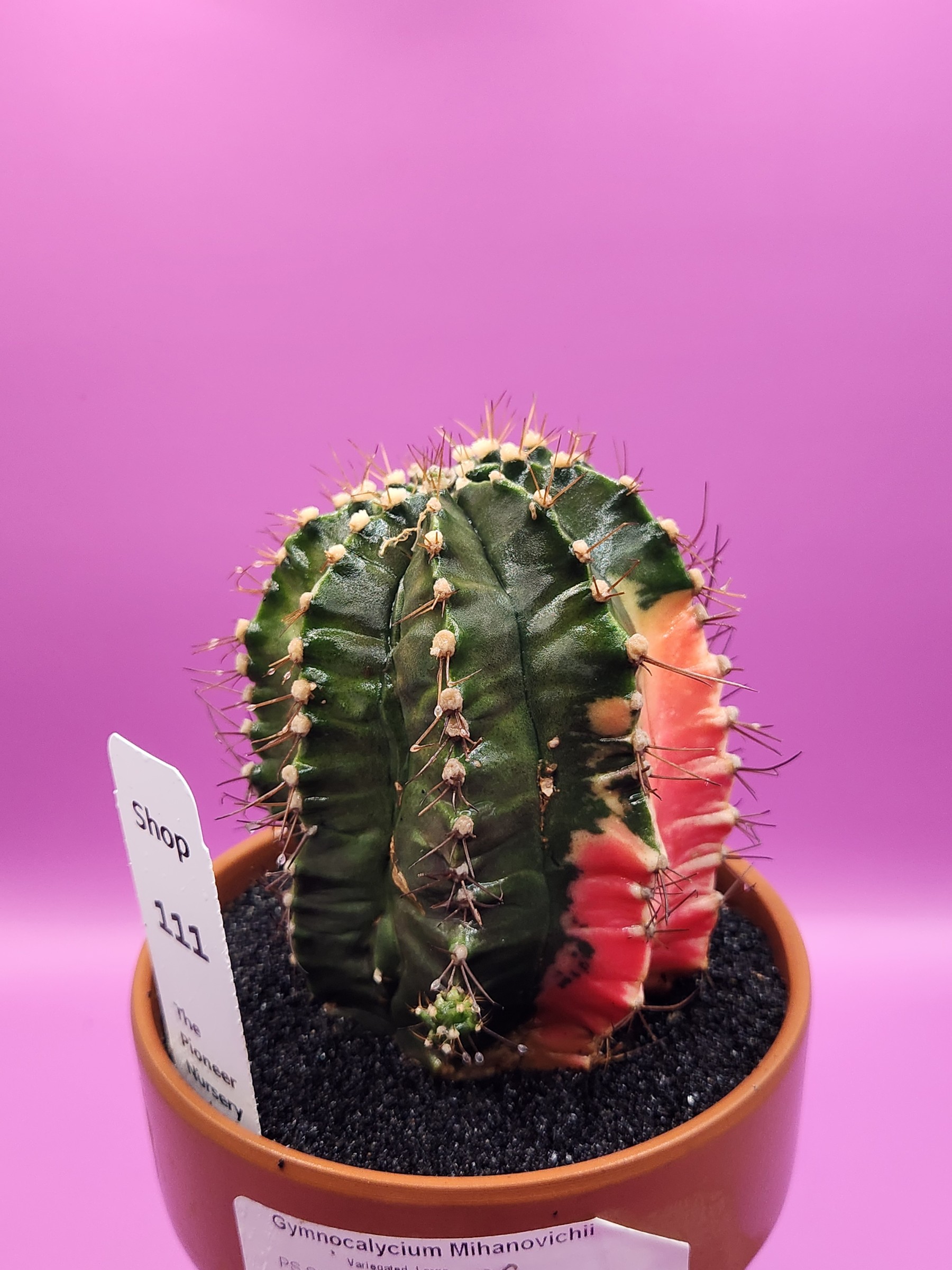 Gymnocalycium mihanovichii variegated