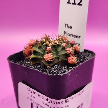 pn-2026-000045-01-dx3GA4CrzI-normalized Gymnocalycium mihanovichii 'Baby Bubble Gum Clone'