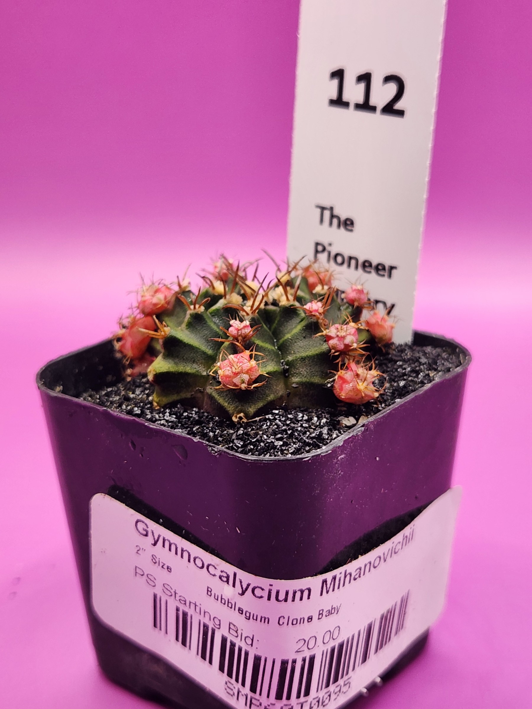 Gymnocalycium mihanovichii 'Baby Bubble Gum Clone'