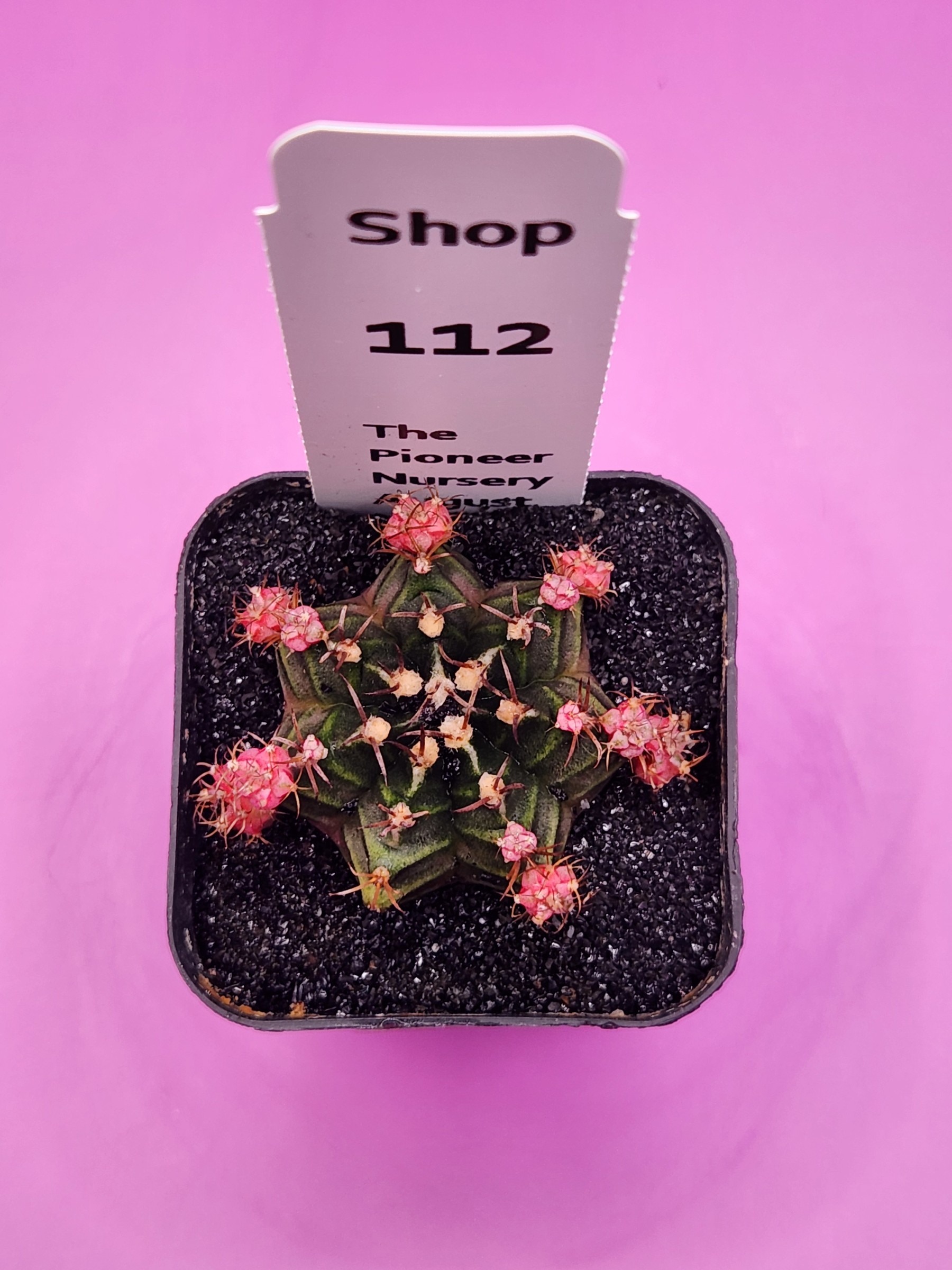 Gymnocalycium mihanovichii 'Baby Bubble Gum Clone'