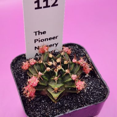 Gymnocalycium mihanovichii 'Baby Bubble Gum Clone'