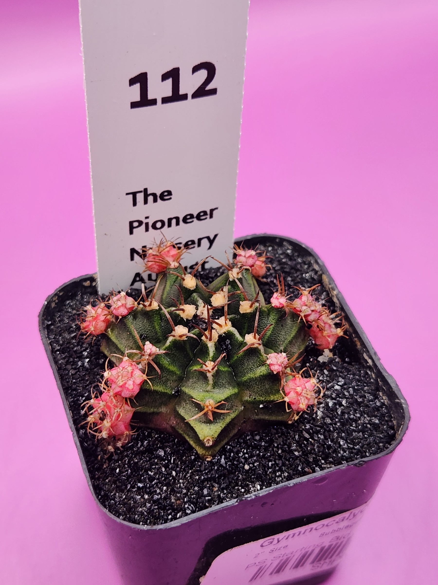 Gymnocalycium mihanovichii 'Baby Bubble Gum Clone'