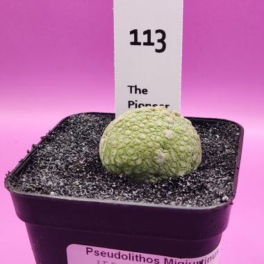 pn-2026-000046-01-oOpeDk6nHb-normalized Pseudolithos migiurtinus