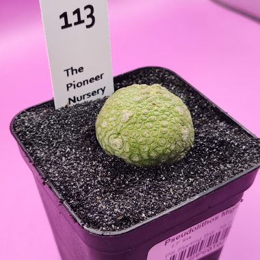 Pseudolithos migiurtinus
