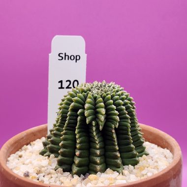 Gymnocalycium mihanovichii Cristata Inermis