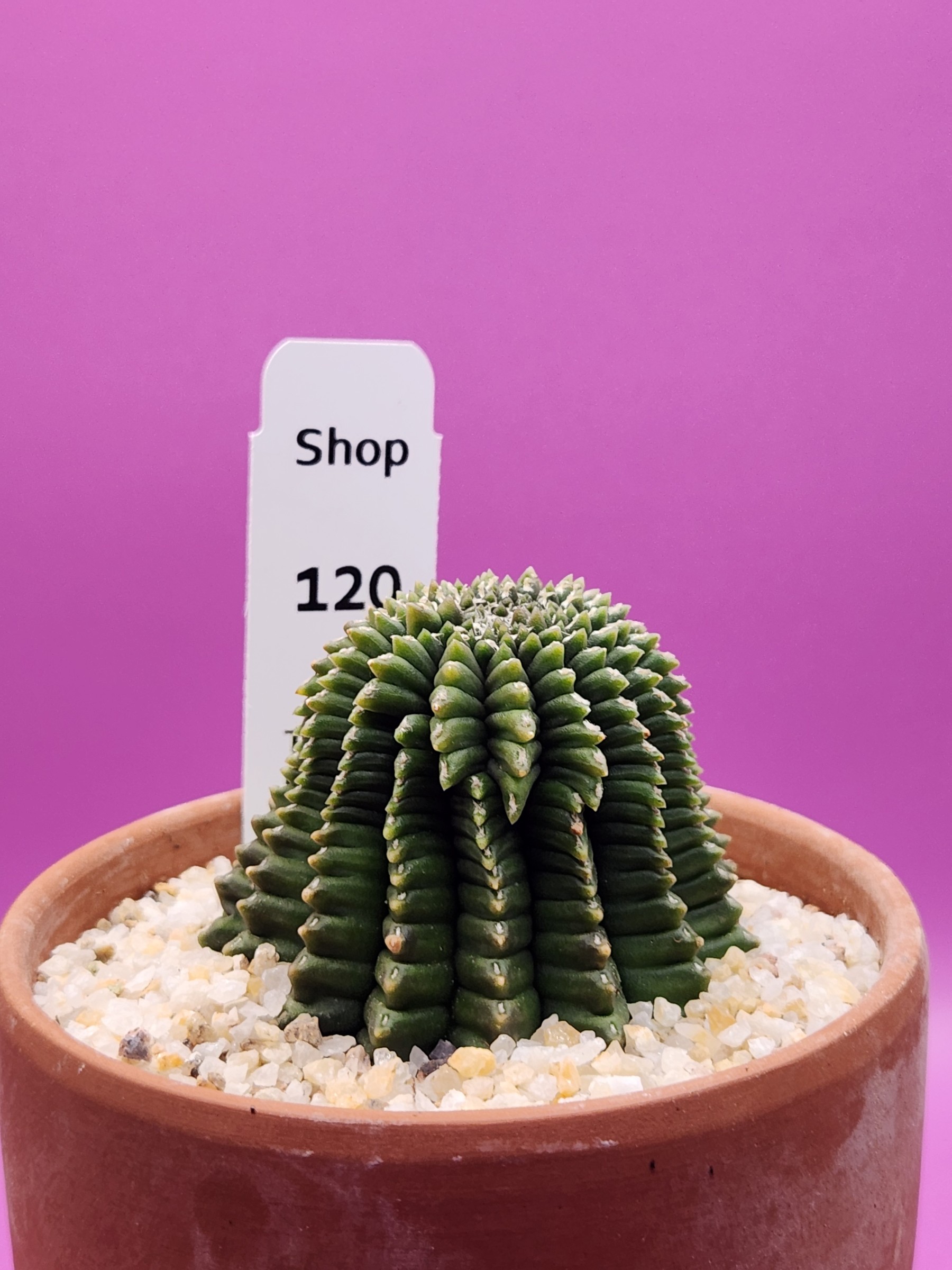 Gymnocalycium mihanovichii Cristata Inermis