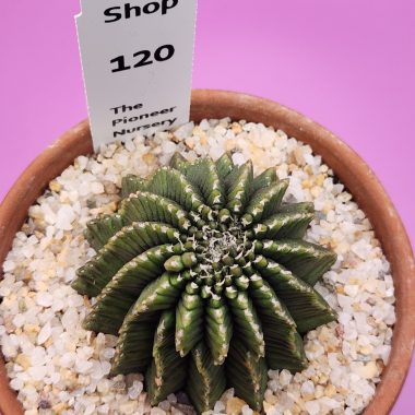 Gymnocalycium mihanovichii Cristata Inermis