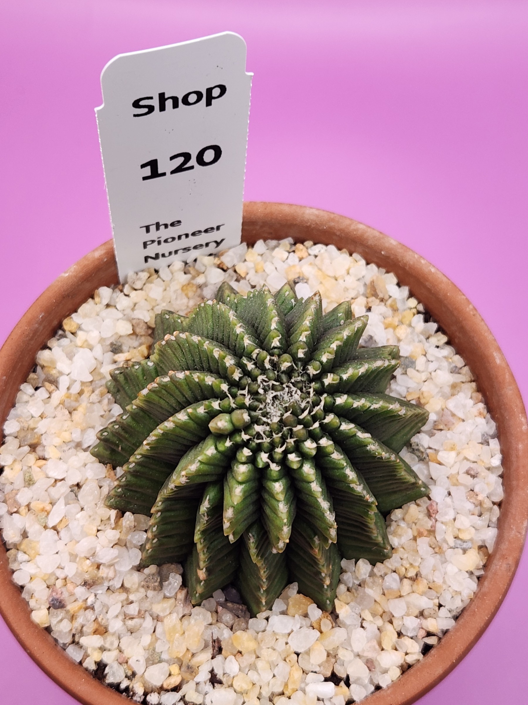 Gymnocalycium mihanovichii Cristata Inermis
