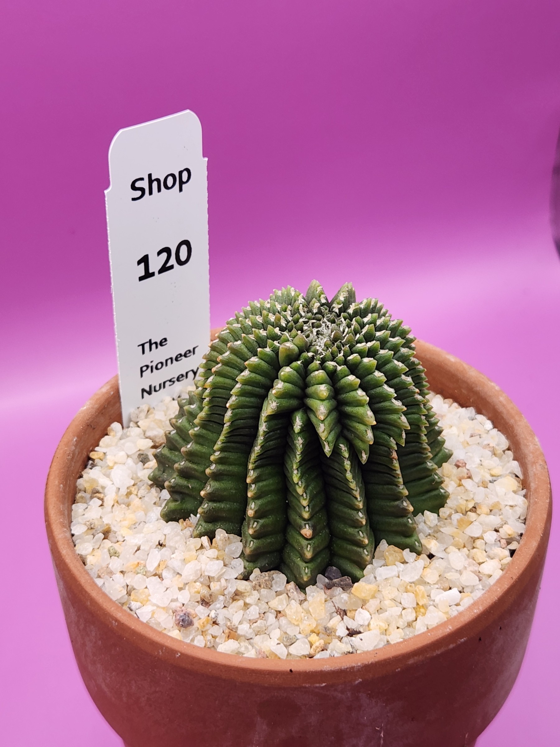 Gymnocalycium mihanovichii Cristata Inermis