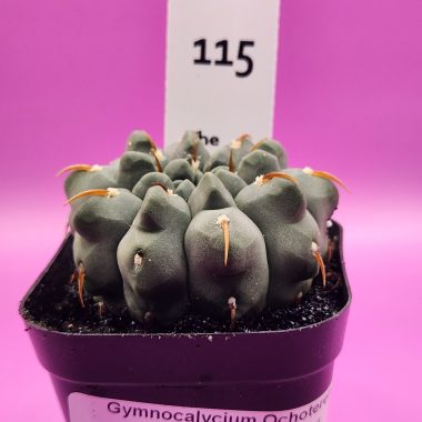 Gymnocalycium ochoterenae 'Vatteri' Deaw Special Project