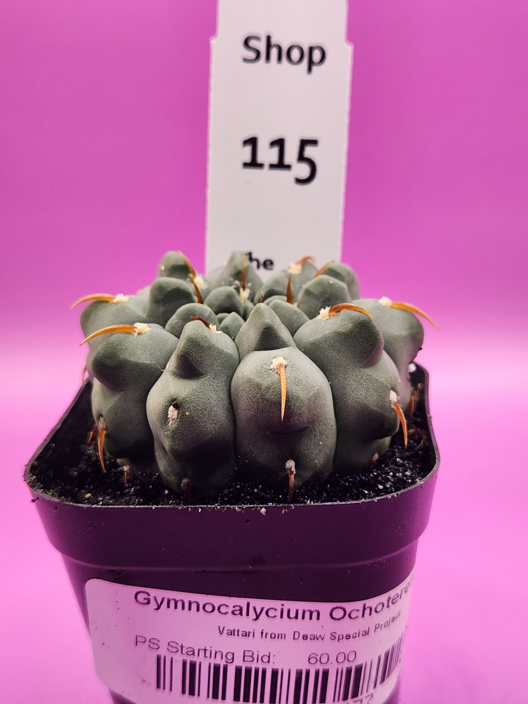 Gymnocalycium ochoterenae 'Vatteri' Deaw Special Project