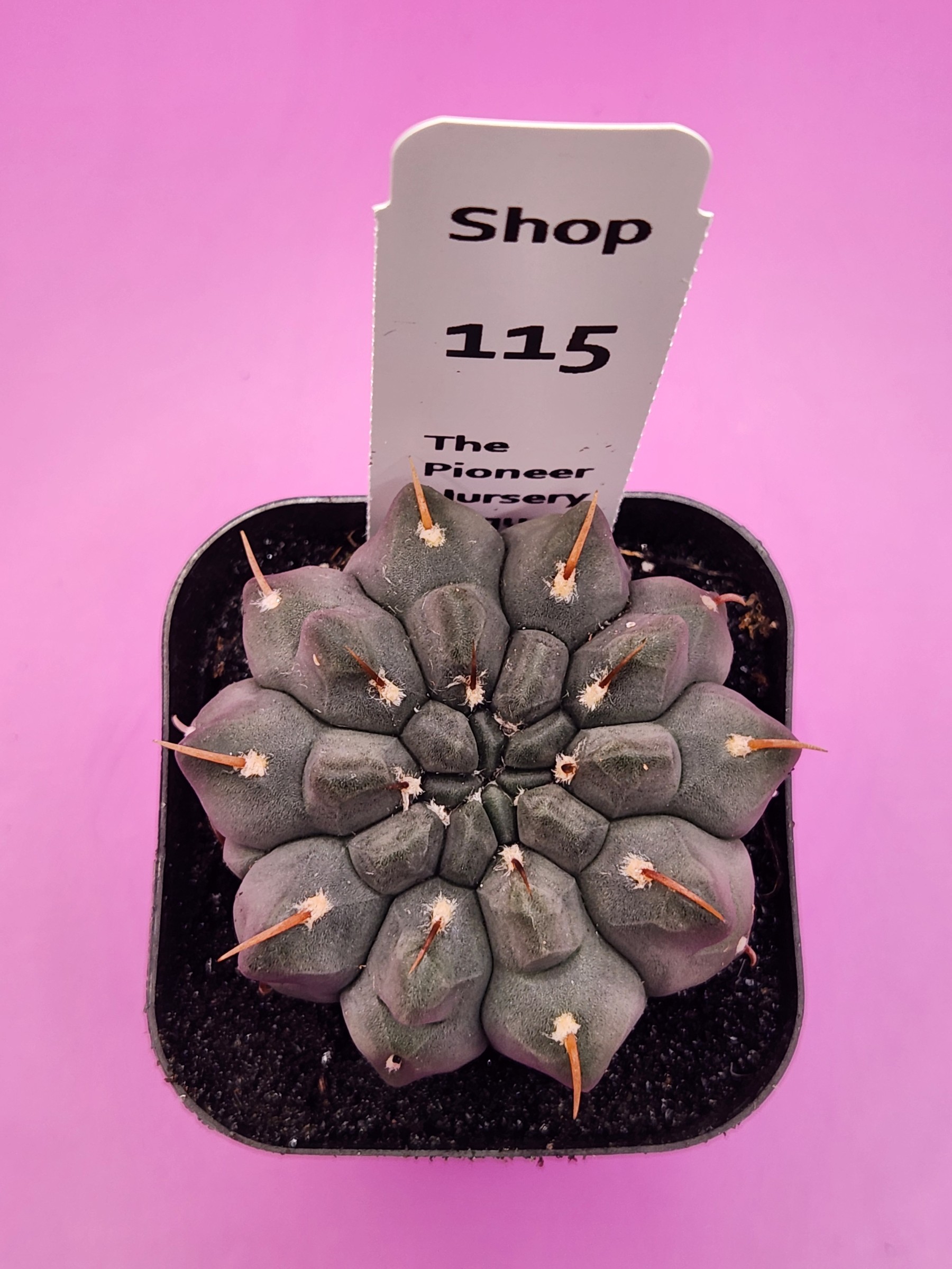 Gymnocalycium ochoterenae 'Vatteri' Deaw Special Project