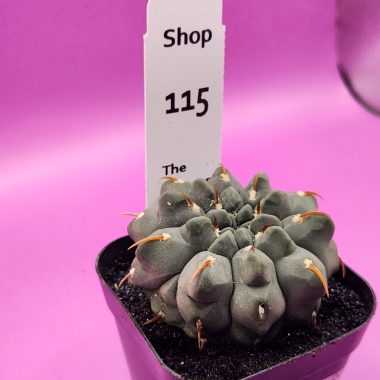Gymnocalycium ochoterenae 'Vatteri' Deaw Special Project