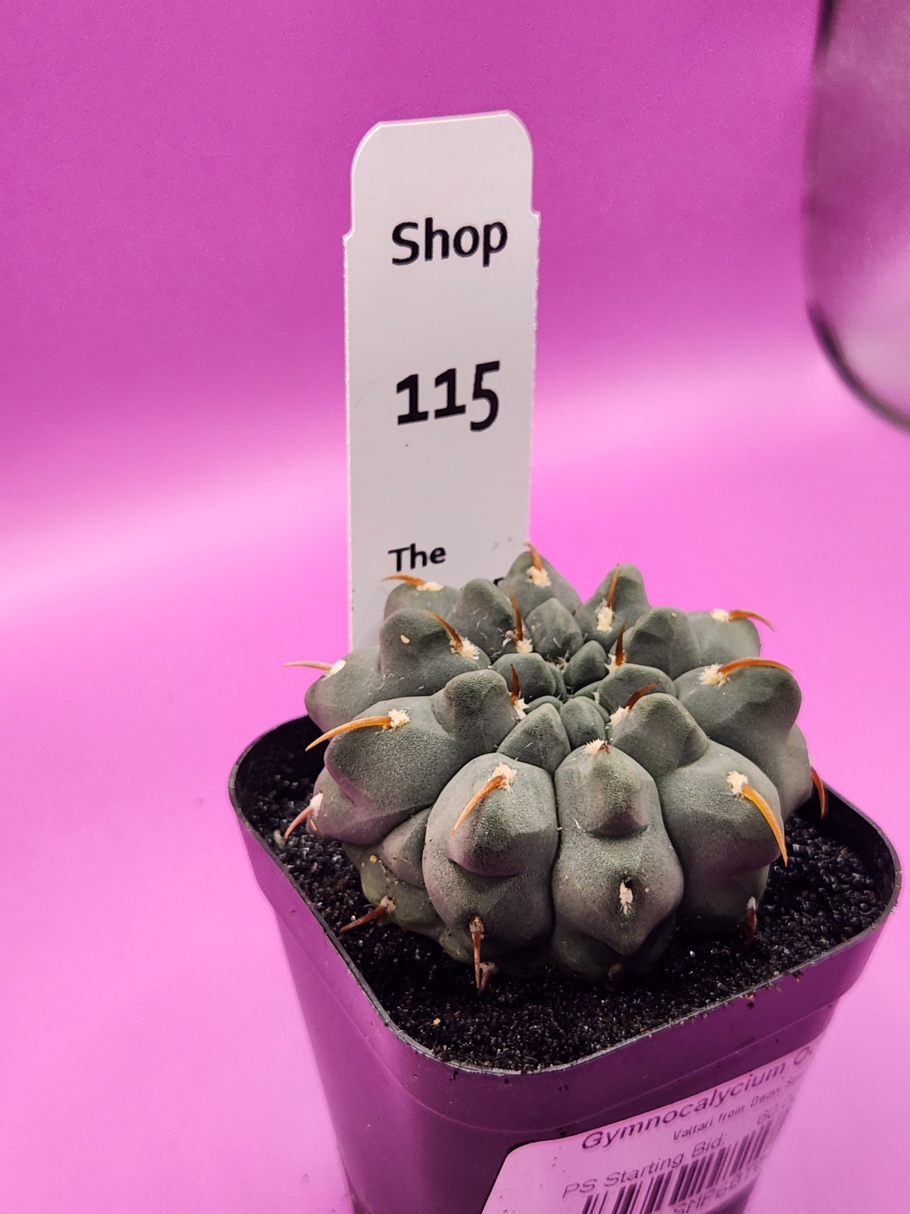 Gymnocalycium ochoterenae 'Vatteri' Deaw Special Project