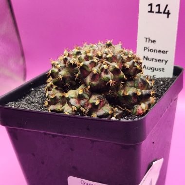 Gymnocalycium mihanovichii 'Trex Cluster'