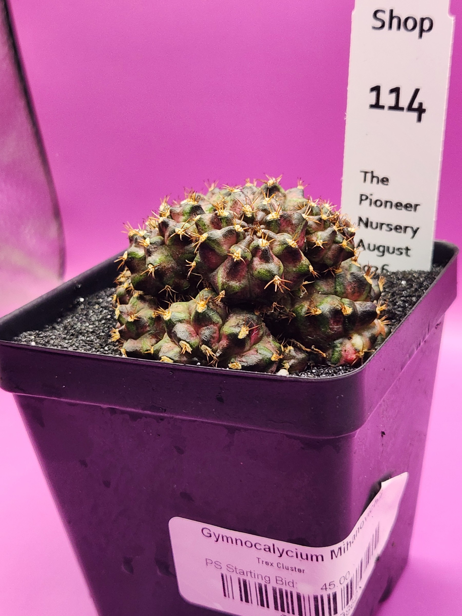 Gymnocalycium mihanovichii 'Trex Cluster'