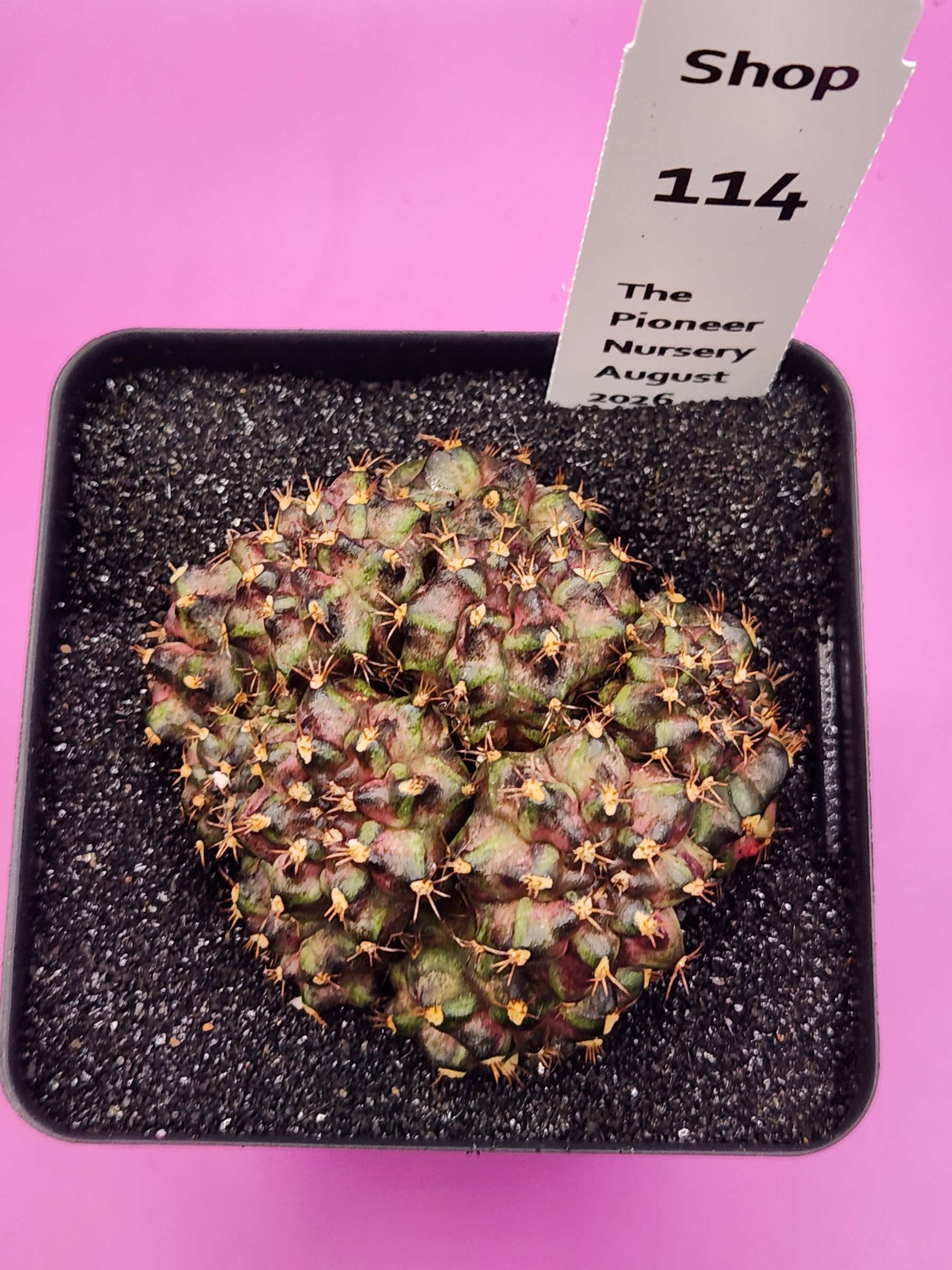 Gymnocalycium mihanovichii 'Trex Cluster'