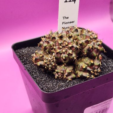 Gymnocalycium mihanovichii 'Trex Cluster'