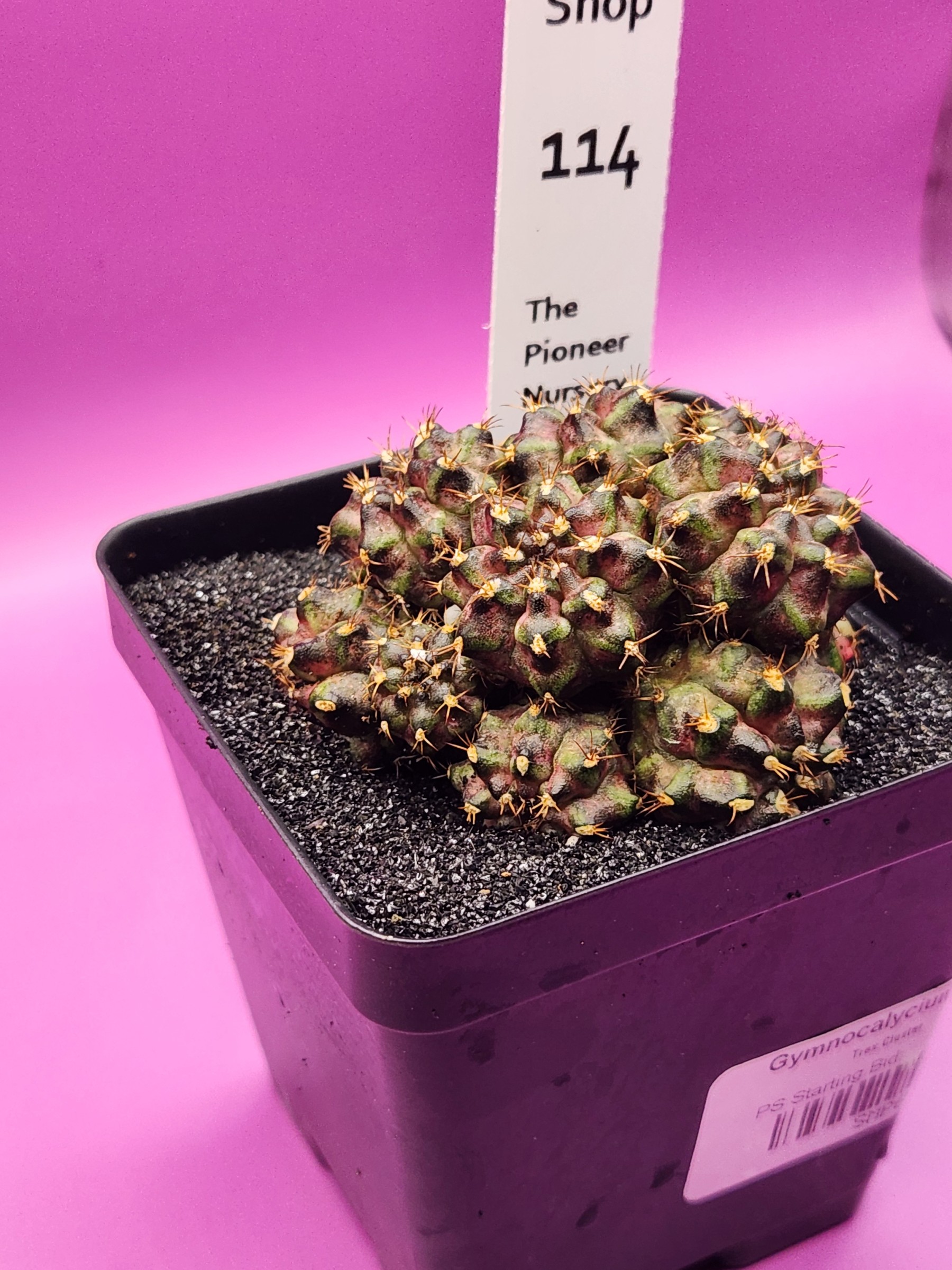 Gymnocalycium mihanovichii 'Trex Cluster'