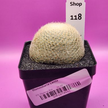 Mammillaria lenta