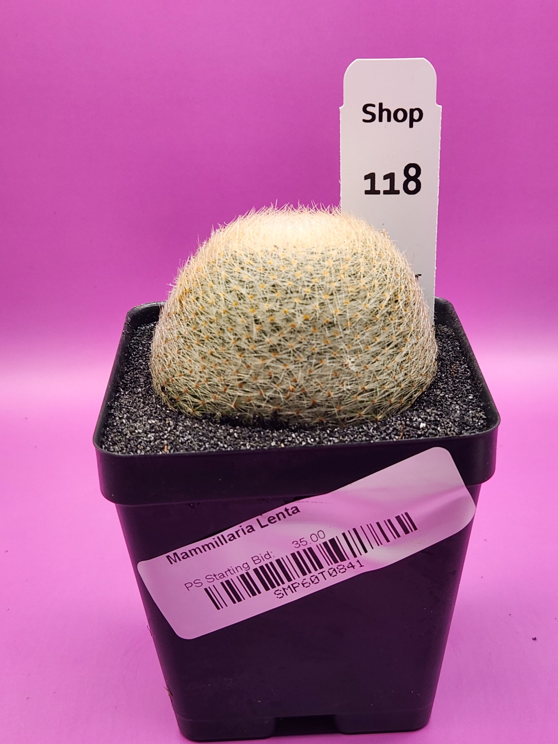 Mammillaria lenta