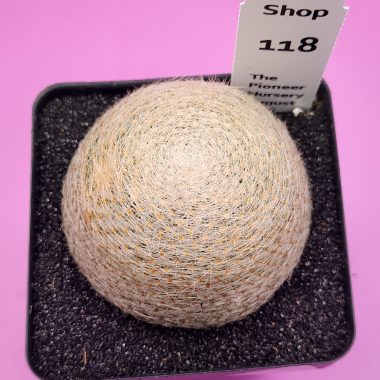 Mammillaria lenta