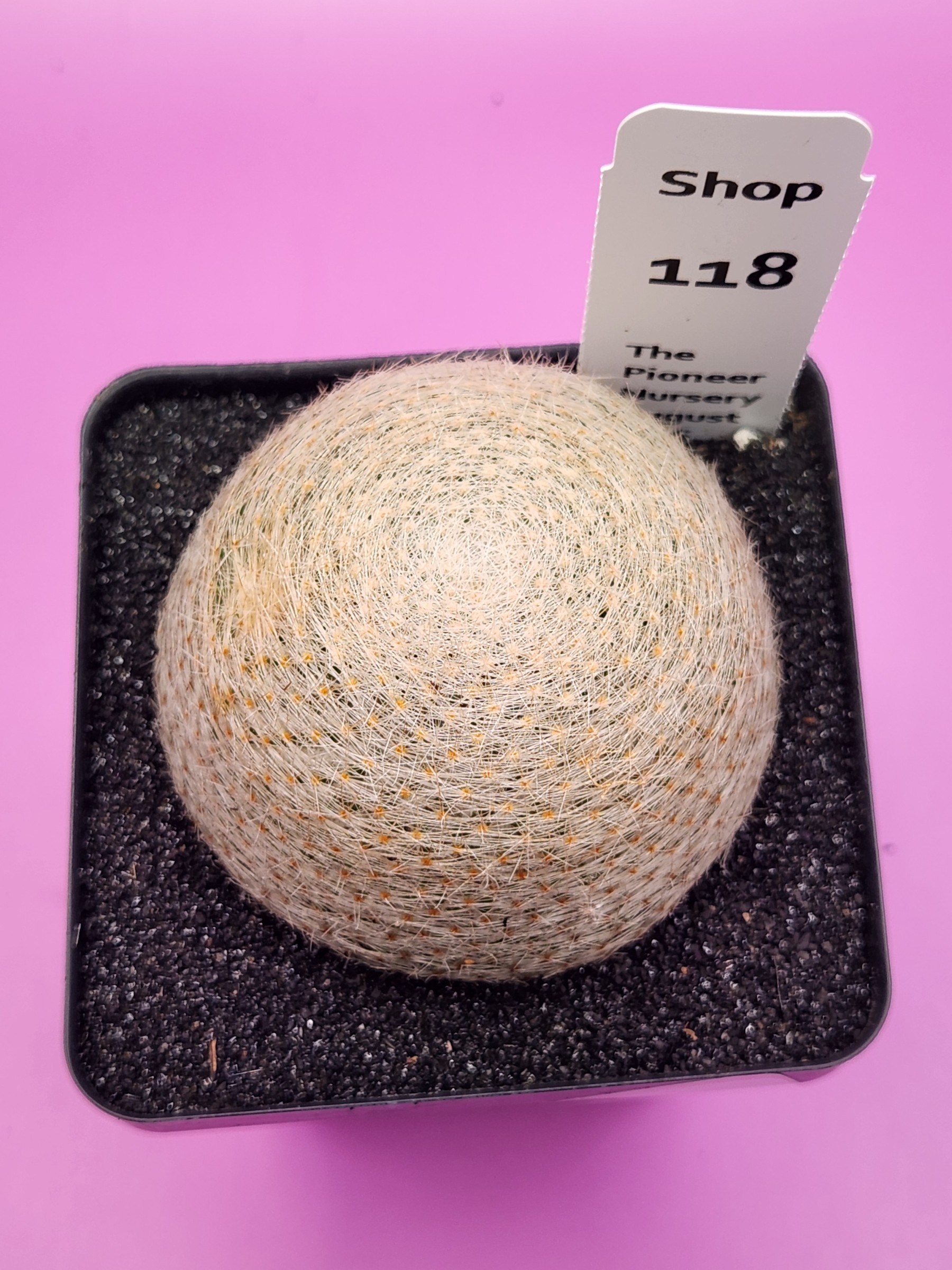 Mammillaria lenta