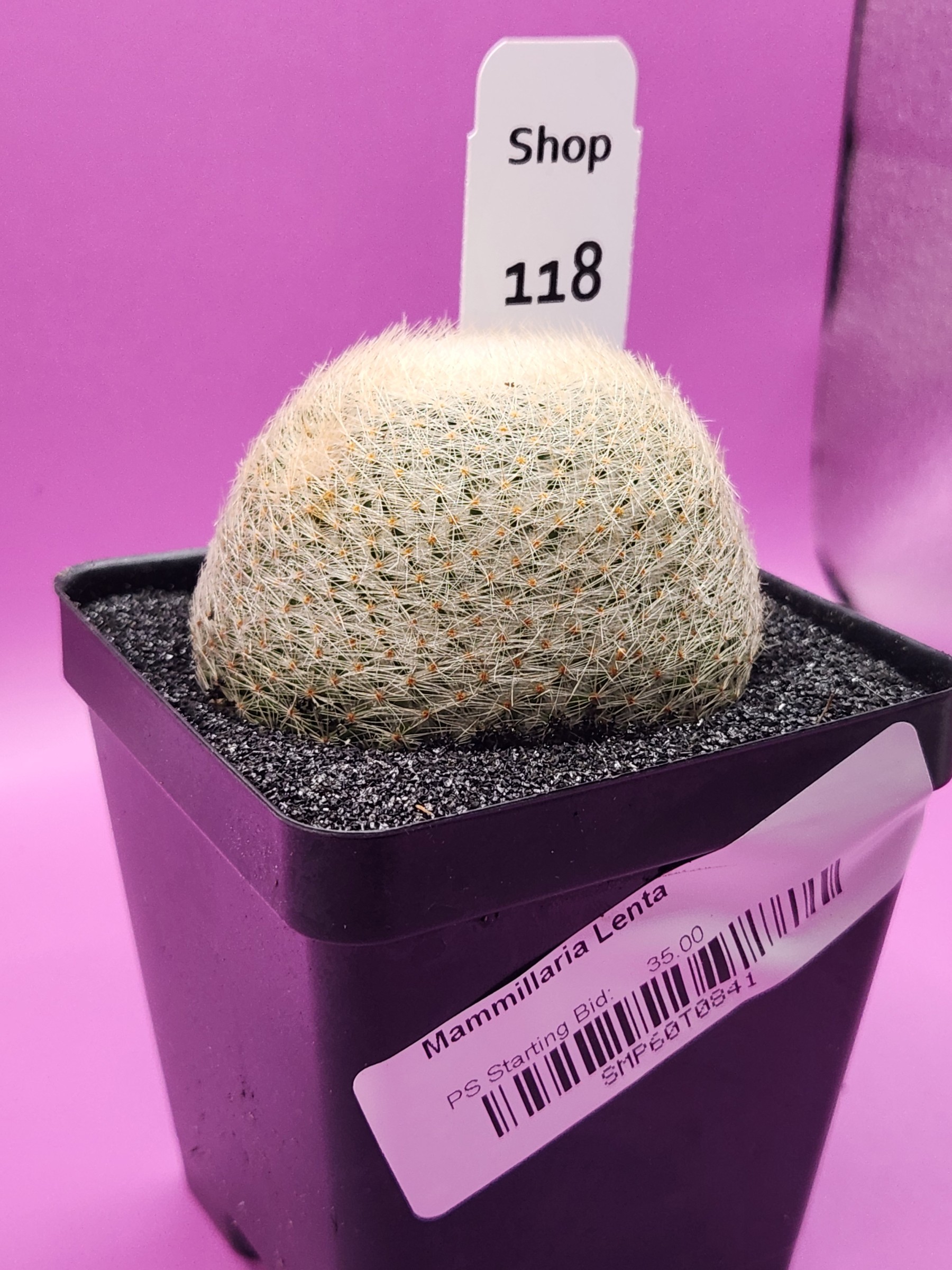 Mammillaria lenta