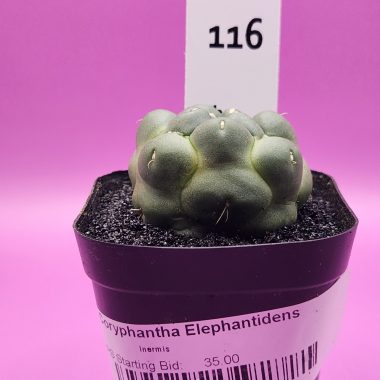 Coryphantha elephantidens Inermis
