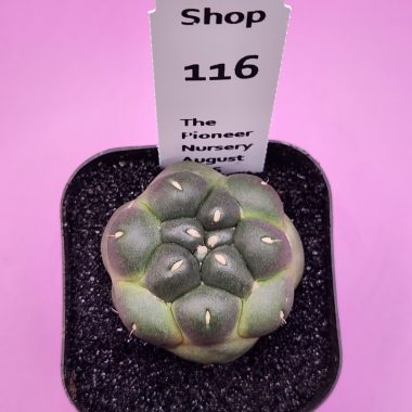 Coryphantha elephantidens Inermis