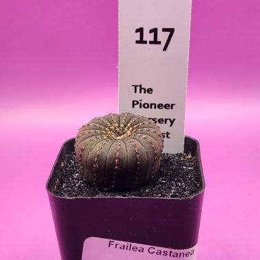 Frailea castanea