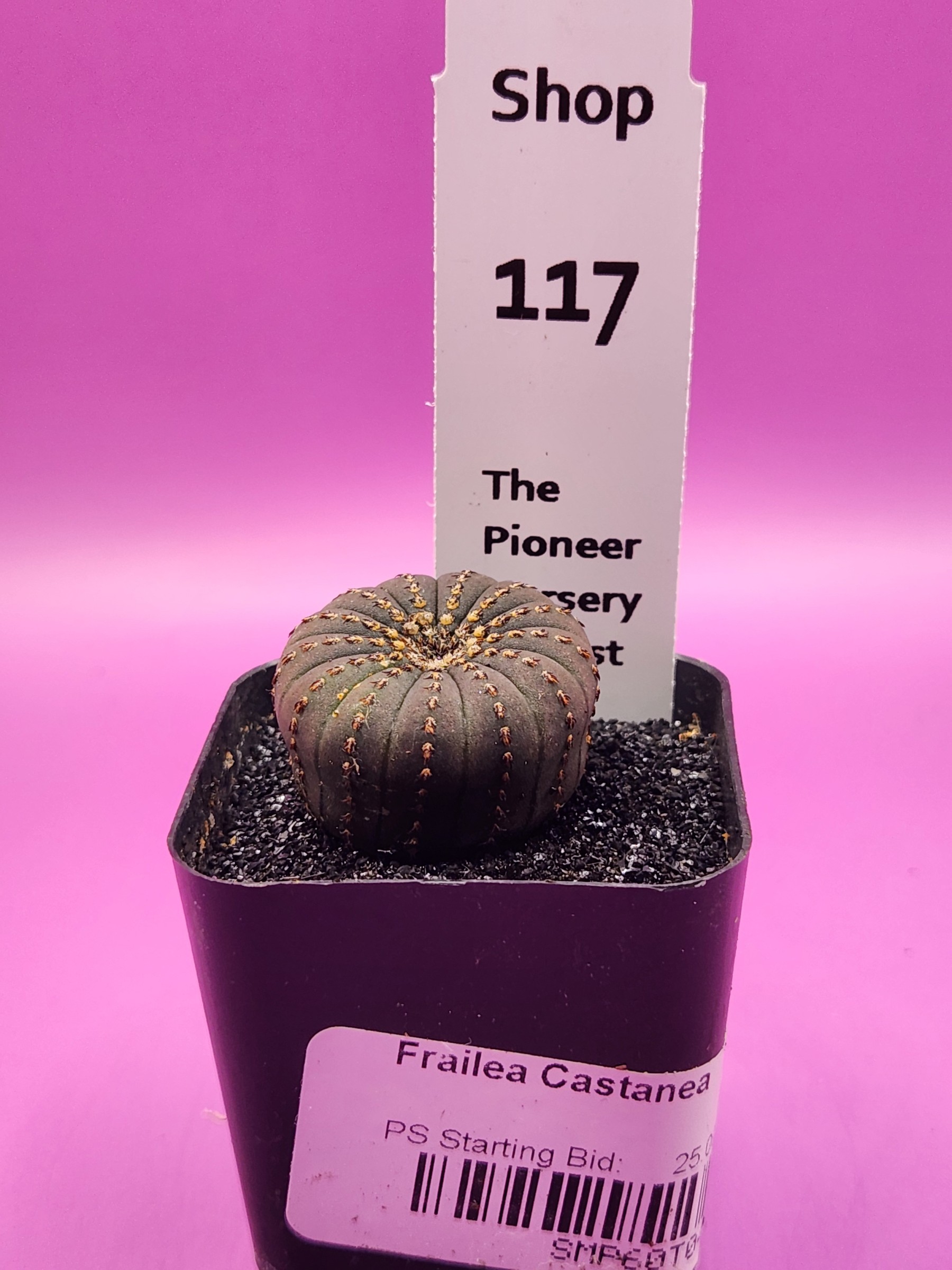 Frailea castanea