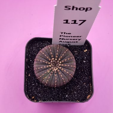 Frailea castanea