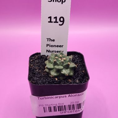 Turbinicarpus alonsoi