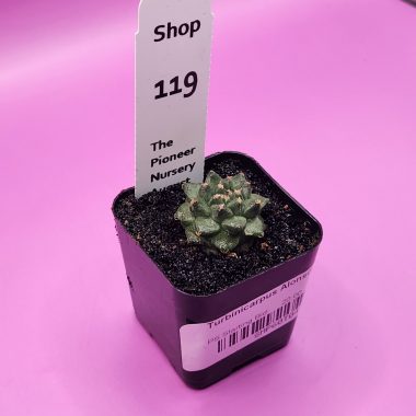 Turbinicarpus alonsoi