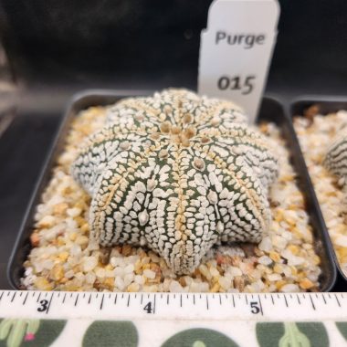 Astrophytum asterias