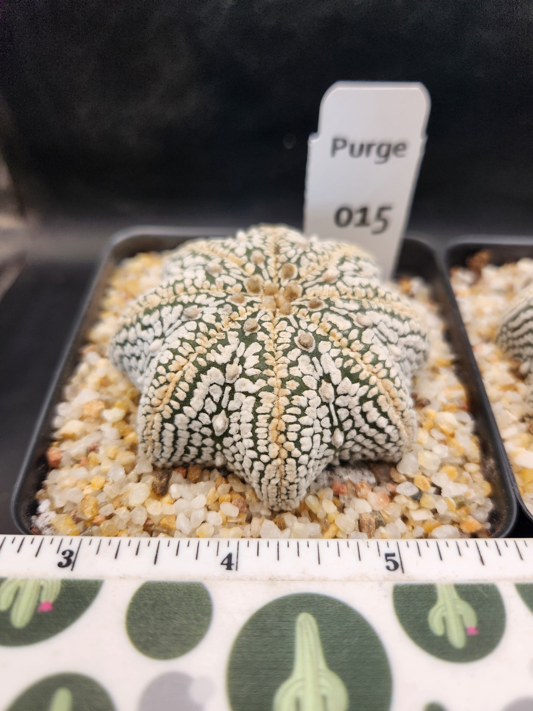 Astrophytum asterias