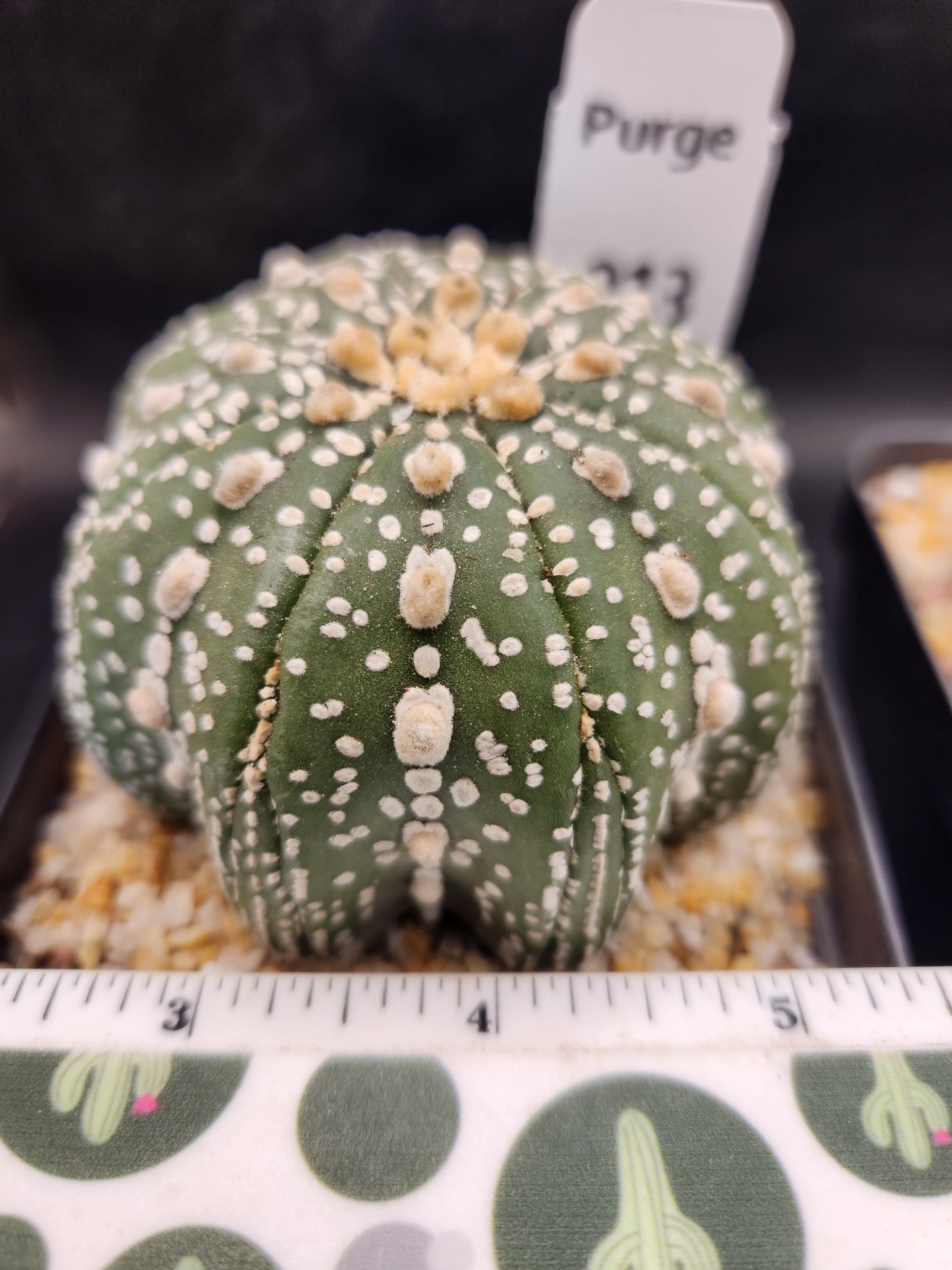 Astrophytum asterias