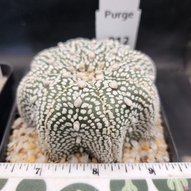 pn-2026-000057-01-o1ejRtF8vO-normalized Astrophytum asterias