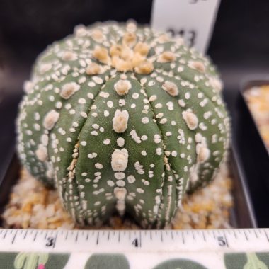 Astrophytum asterias