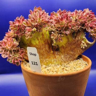 pn-2026-000071-01-9CvclGwIux-normalized Aeonium qingcheng Cristata
