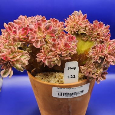 Aeonium qingcheng Cristata
