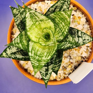pn-2026-000072-01-Cc87ed6b1w-normalized Sansevieria ehrendel