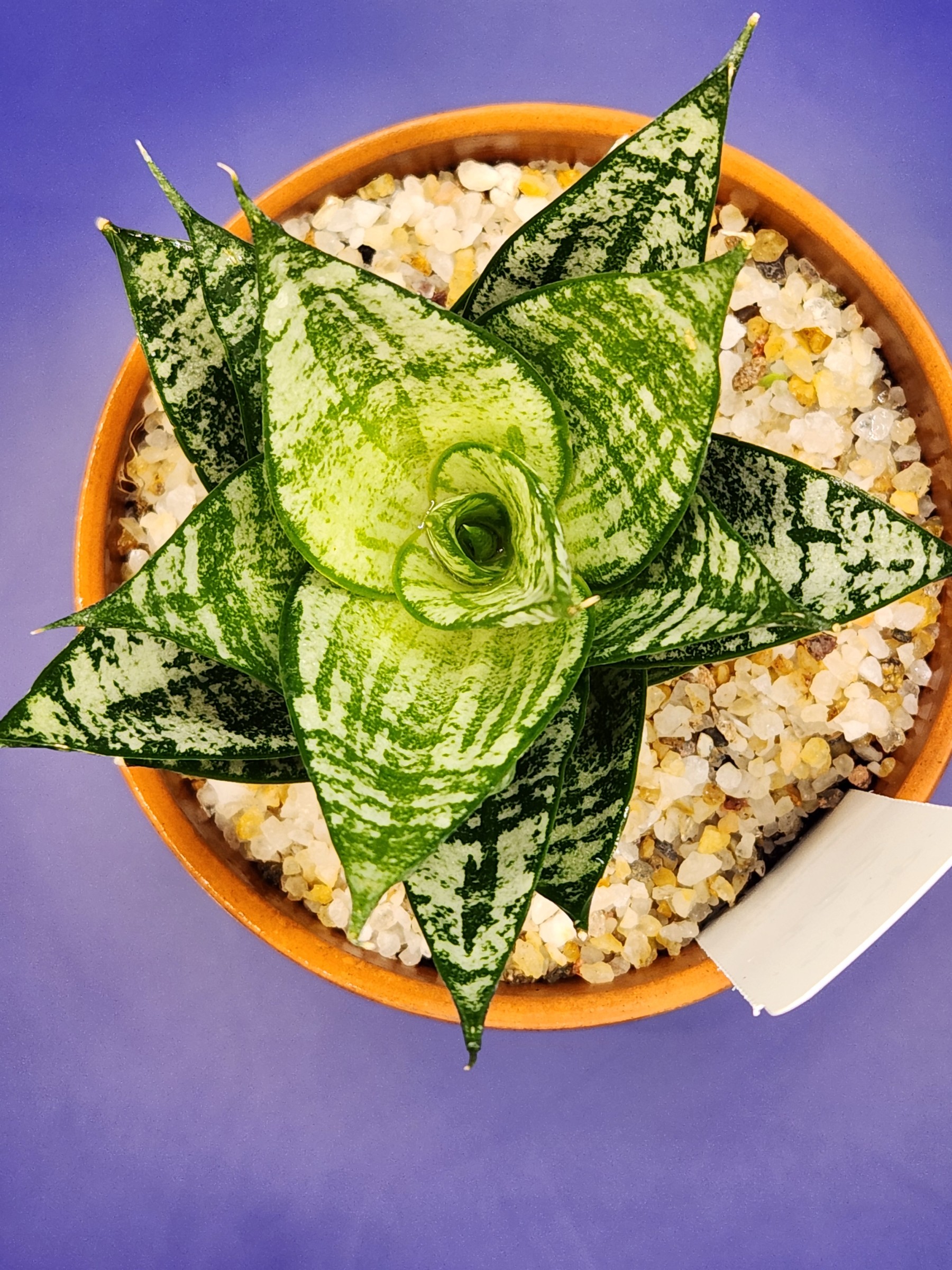 Sansevieria ehrendel