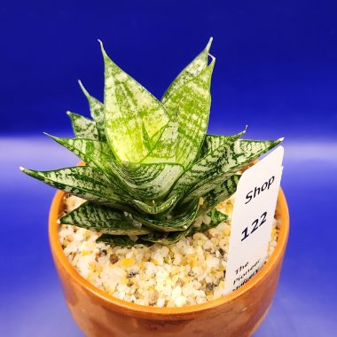 Sansevieria ehrendel